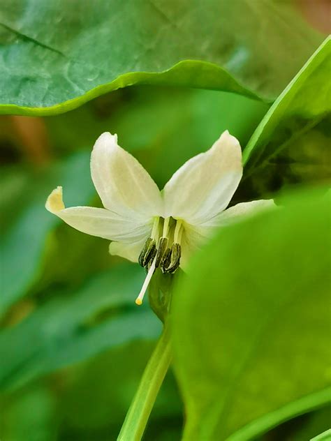 辣椒的花